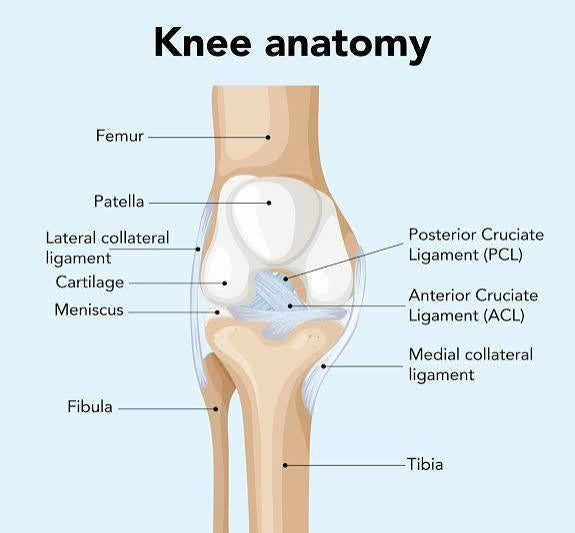Blue Ocean Knee Support – Comfortable & Adjustable Knee Brace